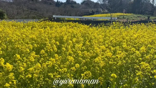 伊予市八倉 黄色い丘のように広がる菜の花畑2