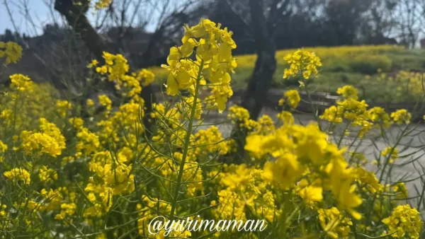 伊予市八倉 黄色い丘のように広がる菜の花畑3