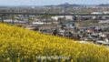 伊予市八倉の菜の花畑 黄色い丘のような春の景色