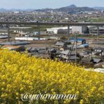 伊予市八倉の菜の花畑 黄色い丘のような春の景色