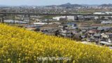 伊予市八倉の菜の花畑 黄色い丘のような春の景色