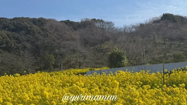 伊予市八倉 菜の花畑にある桜と花桃の木2