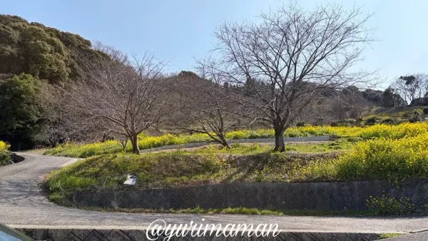 伊予市八倉 菜の花畑にある桜と花桃の木