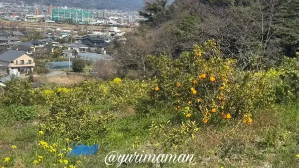 伊予市八倉 菜の花畑とみかんの木