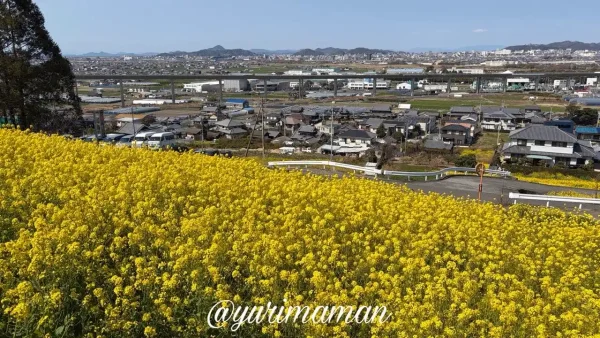伊予市八倉 菜の花畑の展望デッキから見える景色2