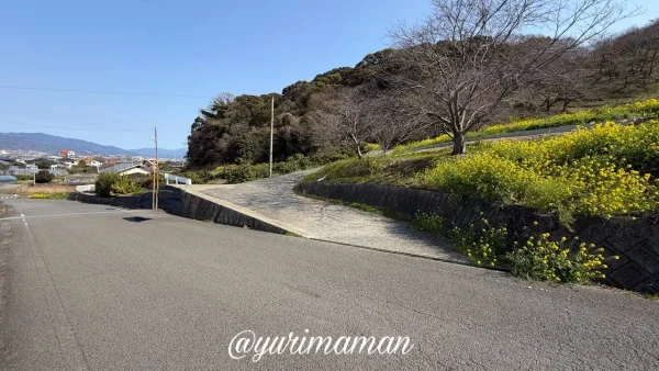 伊予市八倉 黄色い丘のように広がる菜の花畑周辺（駐車場なし）