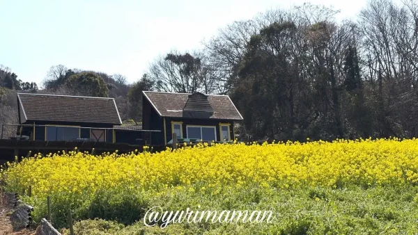 伊予市八倉 菜の花畑の展望デッキ