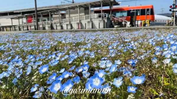 松前町エミフル前のネモフィラ畑2026年3月撮影 青い花が広がる春の風景3