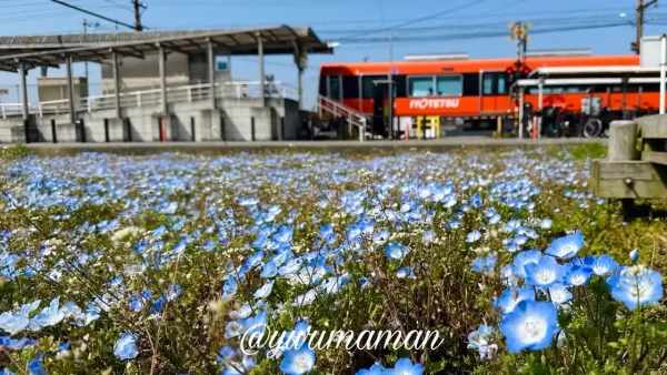 松前町エミフル前のネモフィラ畑2026年3月撮影 青い花が広がる春の風景2