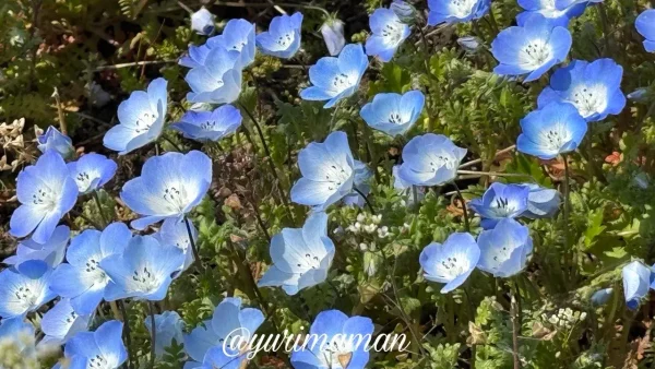 ネモフィラの花のアップ 白と青のグラデーションが美しい春の花