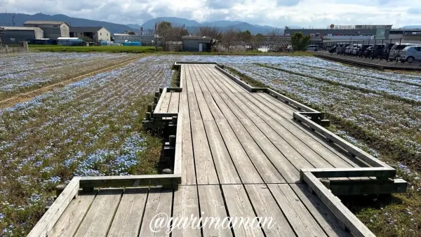 松前町エミフル前のネモフィラ畑2026年3月撮影 青い花が広がる春の風景2
