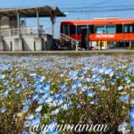 松前町エミフル近くの恋泉畑に咲くネモフィラ畑2026年3月撮影 青い花の絶景スポット