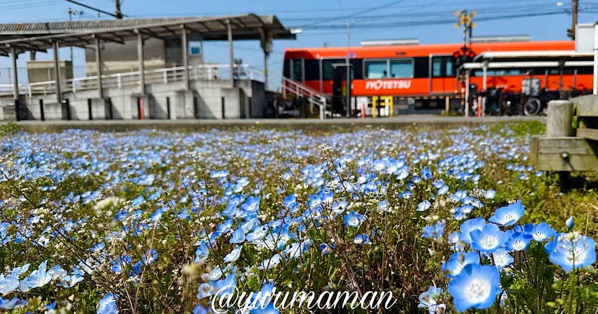 松前町エミフル近くの恋泉畑に咲くネモフィラ畑2026年3月撮影 青い花の絶景スポット