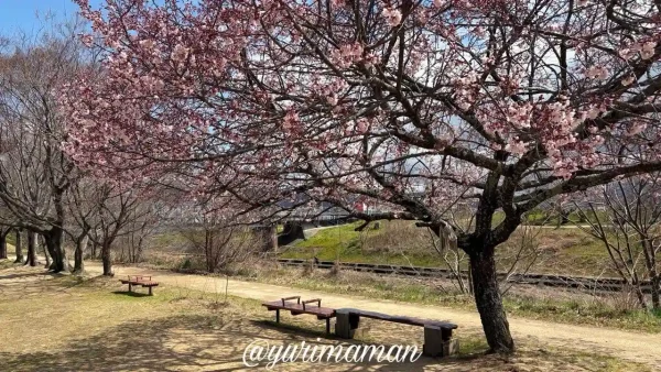 石手川緑地の早咲き桜（オオカンザクラ系）とベンチの風景｜松山市2026年3月-3