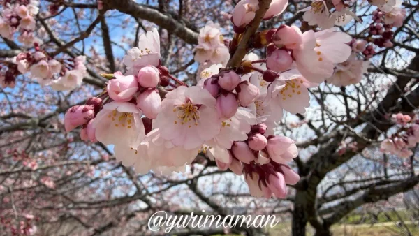 石手川緑地の早咲き桜（オオカンザクラ系）とベンチの風景｜松山市2026年3月-4