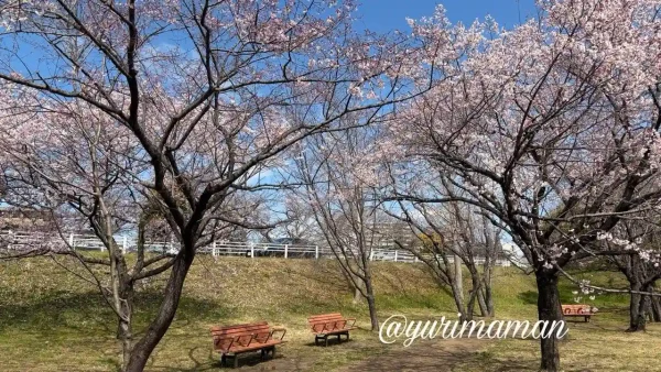 石手川緑地の早咲き桜（オオカンザクラ系）とベンチの風景｜松山市2026年3月-1