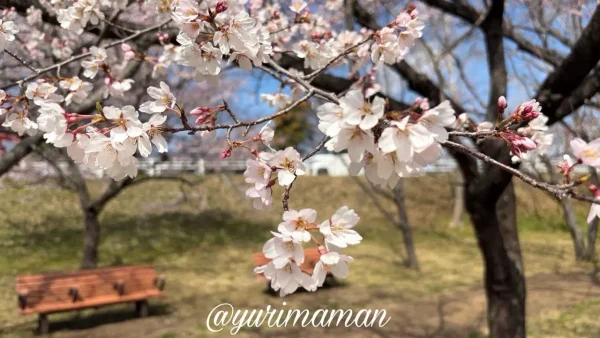 石手川緑地の早咲き桜（オオカンザクラ系）とベンチの風景｜松山市2026年3月-2