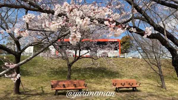 石手川緑地の早咲き桜（オオカンザクラ系）とベンチの風景｜松山市2026年3月-5