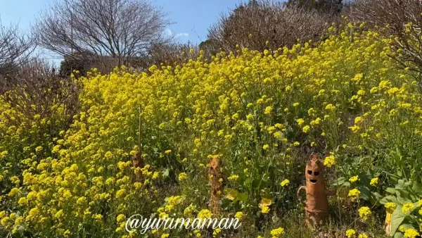 里山古墳農園の菜の花と並ぶ埴輪（松山市）3
