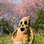 松山市鷹子町の里山古墳農園で咲く桜と菜の花