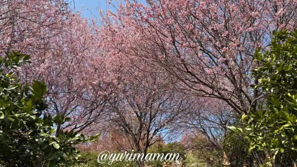 里山古墳農園の桜（松山市鷹子町）1