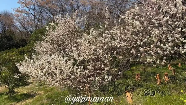里山古墳農園の桜（松山市鷹子町）2