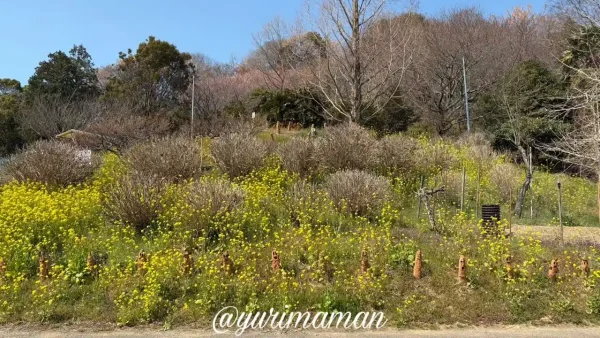 松山市鷹子町 里山古墳農園1