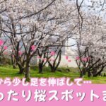 松山周辺のゆったり楽しめる桜スポットまとめ｜駐車場ありのお花見スポット2026