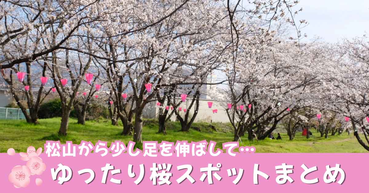 松山周辺のゆったり楽しめる桜スポットまとめ｜駐車場ありのお花見スポット2026