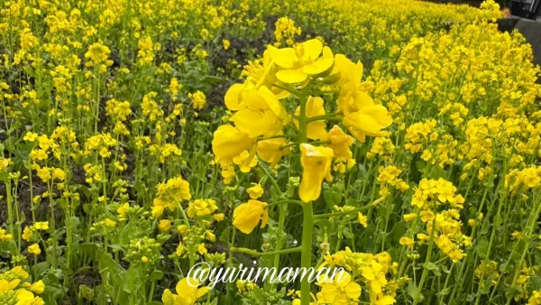 今治市大西町 菜の花畑の見頃の様子 - ゆりママんブログ 今治市大西町 菜の花畑の見頃の様子