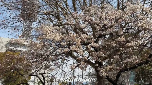 新居浜中央公園の明正寺桜2026年開花状況1 - ゆりママんブログ 新居浜中央公園の明正寺桜2026年開花状況1