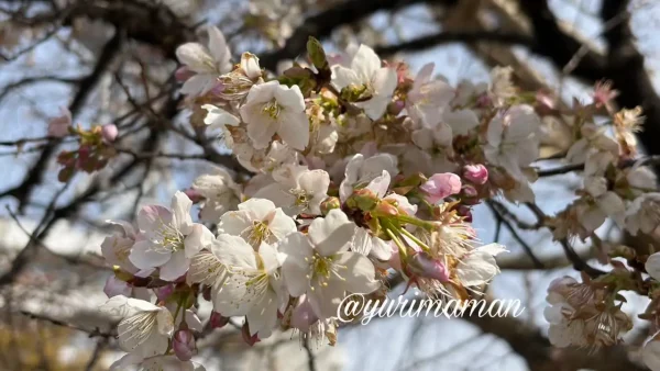 新居浜中央公園に咲く早咲きの桜「明正寺桜」 - ゆりママんブログ 新居浜中央公園に咲く早咲きの桜「明正寺桜」
