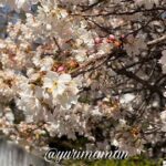 新居浜 広瀬公園の明正寺桜（ミョウショウジザクラ）2026年開花状況