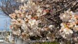 新居浜 広瀬公園の明正寺桜（ミョウショウジザクラ）2026年開花状況