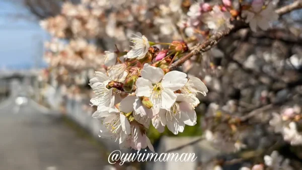 広瀬公園に咲く明正寺桜の花アップ2