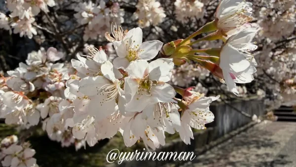 広瀬公園に咲く明正寺桜の花アップ1