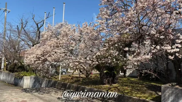 新居浜市広瀬公園の明正寺桜1