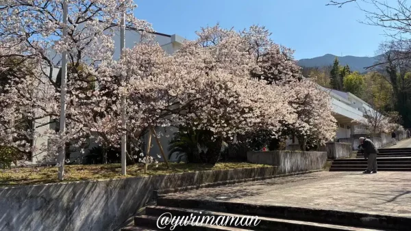新居浜市広瀬公園の明正寺桜2