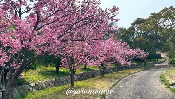 黒島海浜公園 陽光桜 満開の様子 2026年3月 - ゆりママんブログ 黒島海浜公園 陽光桜 満開の様子 2026年3月