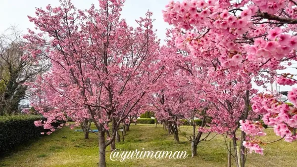 新居浜市 黒島海浜公園 陽光桜トンネル 満開 2026年3月 - ゆりママんブログ 新居浜市 黒島海浜公園 陽光桜トンネル 満開 2026年3月