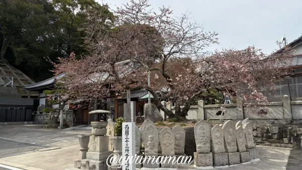 新居浜市明正寺の明正寺桜 開花状況 - ゆりママんブログ 新居浜市明正寺の明正寺桜 開花状況