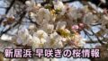 新居浜の早咲き桜 明正寺桜（ミョウショウジザクラ）2026年開花状況