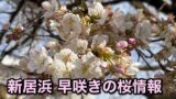 新居浜の早咲き桜 明正寺桜（ミョウショウジザクラ）2026年開花状況