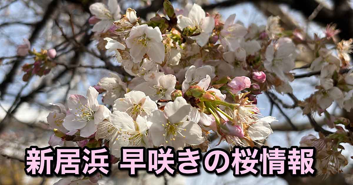 新居浜の早咲き桜 明正寺桜（ミョウショウジザクラ）2026年開花状況
