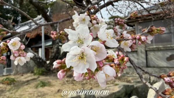 明正寺桜の花とつぼみの様子 - ゆりママんブログ 明正寺桜の花とつぼみの様子