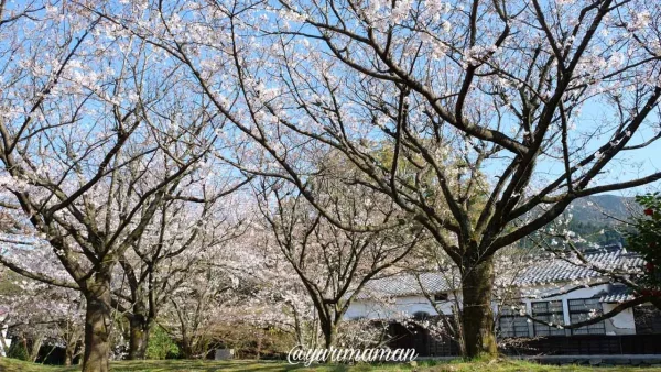 広瀬公園（新居浜市）桜・ソメイヨシノが美しいスポット