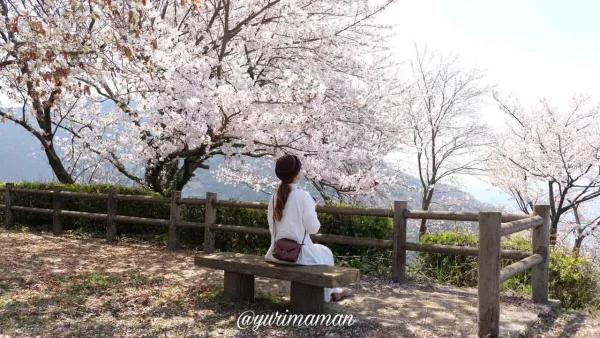 肱川あらし展望公園にあるベンチに腰掛けお花見をしている様子 - ゆりママんブログ 肱川あらし展望公園にあるベンチに腰掛けお花見をしている様子