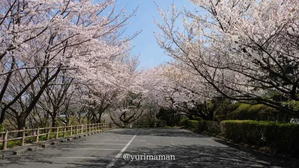 肱川あらし展望公園の桜に囲まれた駐車場(大洲市長浜町) - ゆりママんブログ 肱川あらし展望公園の桜に囲まれた駐車場(大洲市長浜町)
