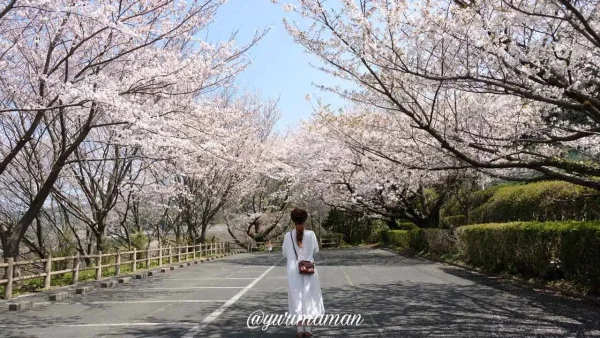肱川あらし展望公園の桜に囲まれた駐車場(大洲市長浜町)2 - ゆりママんブログ 肱川あらし展望公園の桜に囲まれた駐車場(大洲市長浜町)2