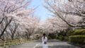 大洲市長浜町 肱川あらし展望公園の桜トンネルと駐車場の風景